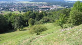 Magerrasen am Wolfsteinberg